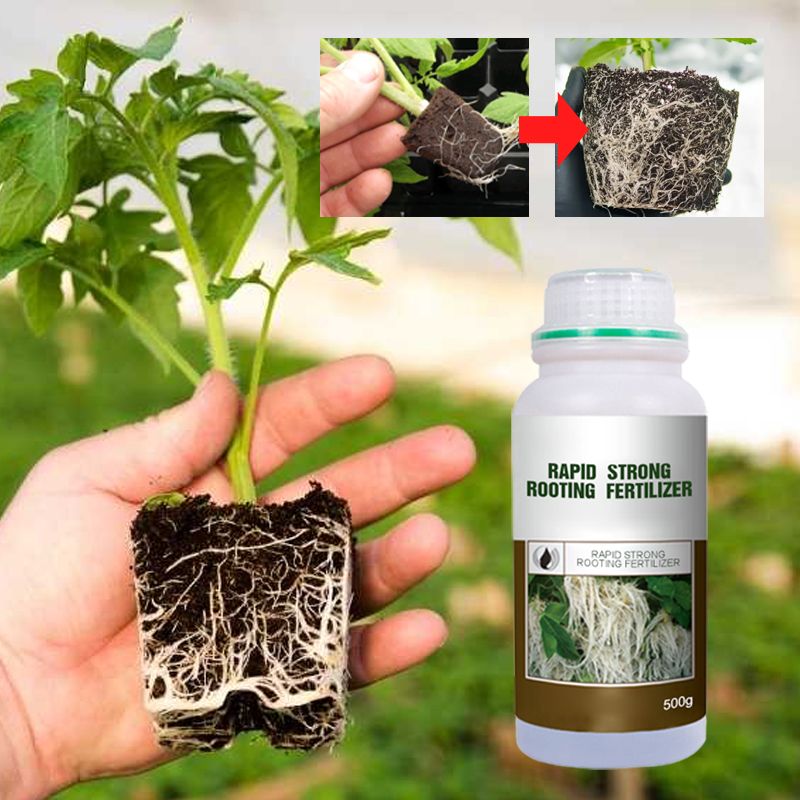 Boostez l‘enracinement ! 🌱 Des racines ultra-rapides et solides ! 💪