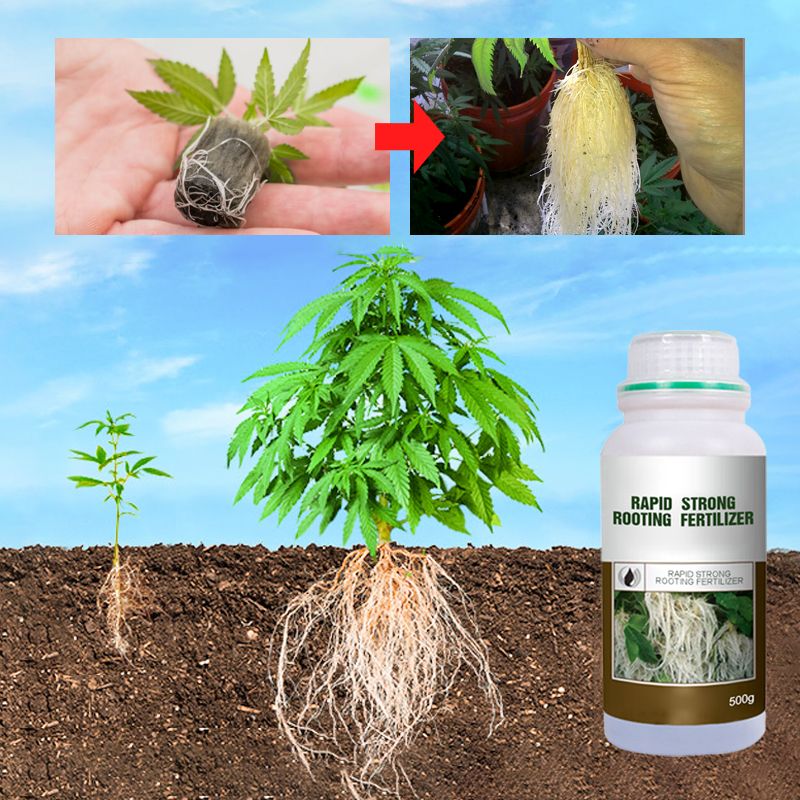 Boostez l‘enracinement ! 🌱 Des racines ultra-rapides et solides ! 💪