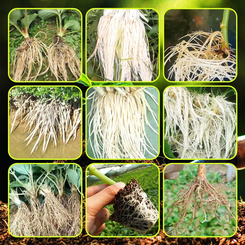Boostez l‘enracinement ! 🌱 Des racines ultra-rapides et solides ! 💪