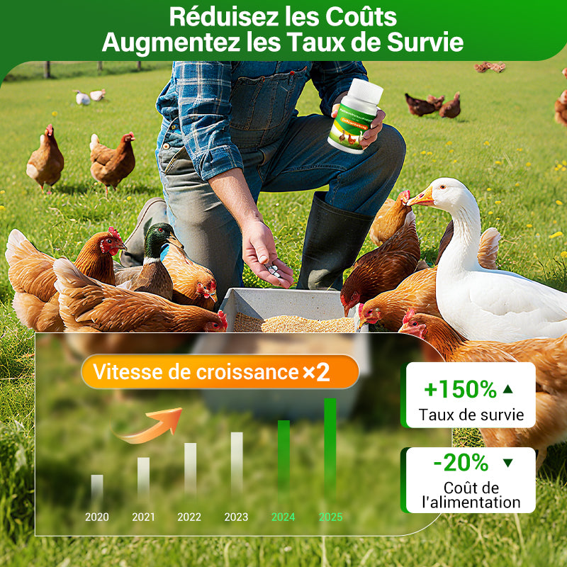 Complément alimentaire pour l'élevage de volailles