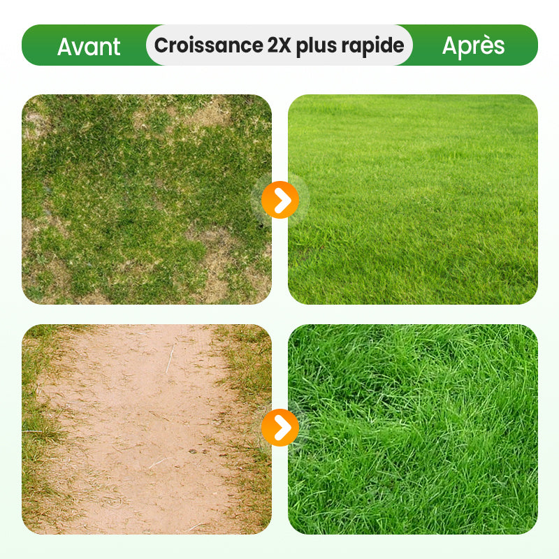 💥50% OFF🌱⛳️ Graines de Gazon Premium : Pour une Pelouse Impeccable & les Terrains de Golf