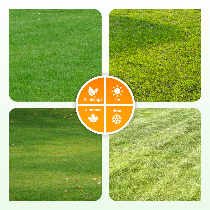 💥50% OFF🌱⛳️ Graines de Gazon Premium : Pour une Pelouse Impeccable & les Terrains de Golf