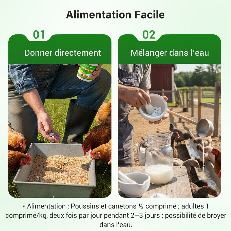 Complément alimentaire pour l'élevage de volailles
