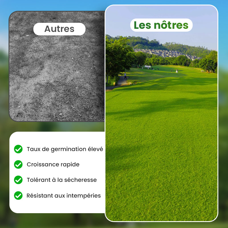 💥50% OFF🌱⛳️ Graines de Gazon Premium : Pour une Pelouse Impeccable & les Terrains de Golf