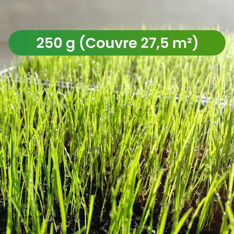 💥50% OFF🌱⛳️ Graines de Gazon Premium : Pour une Pelouse Impeccable & les Terrains de Golf