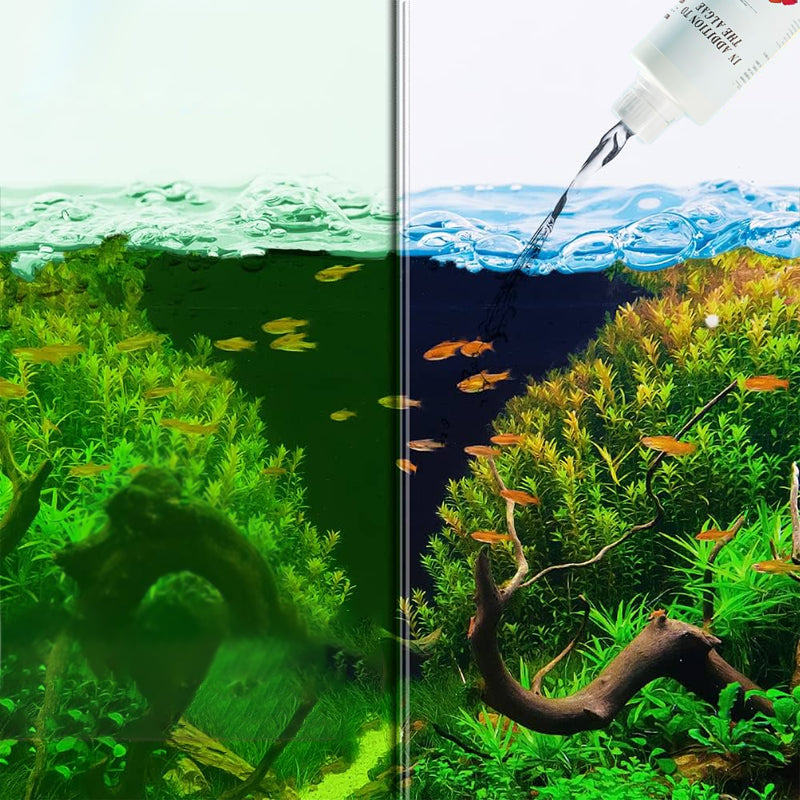 Algicide efficace pour aquarium🌿