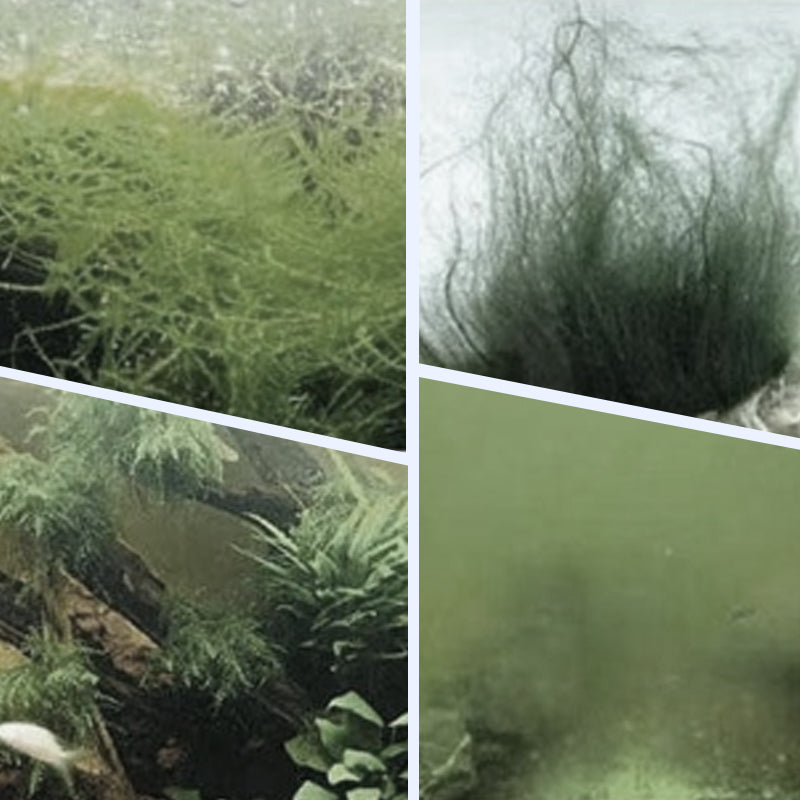 🏆✨Achetez 3 obtenez 2 gratuit💧Puissant clarificateur d'eau pour aquarium
