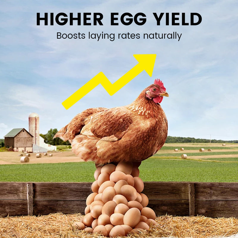 🏆Supplément alimentaire pour une production d'œufs améliorée🥚💪