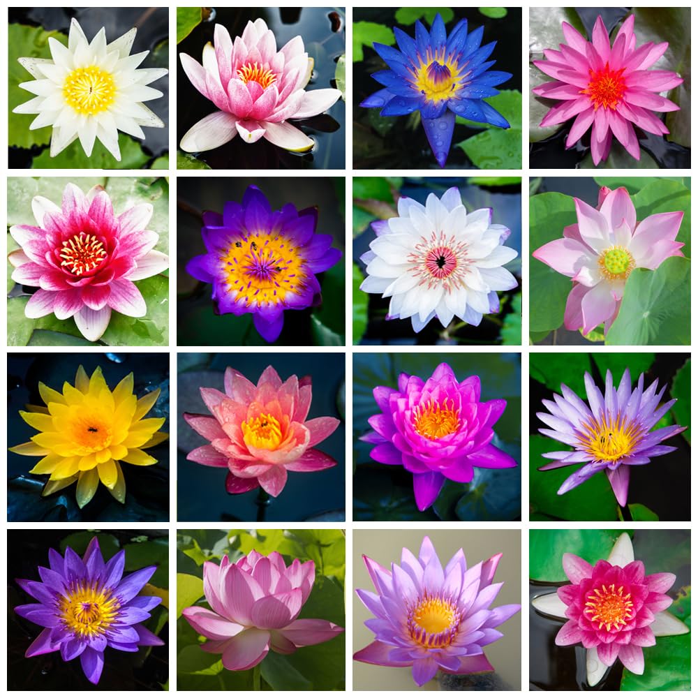 💐Graines de lotus de couleurs mélangées pour bol de bonsaï🌿