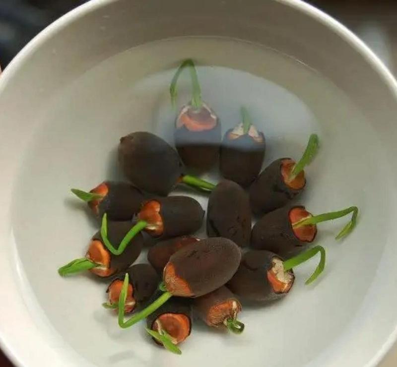 💐Graines de lotus de couleurs mélangées pour bol de bonsaï🌿