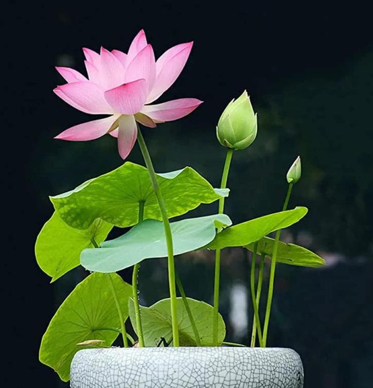 💐Graines de lotus de couleurs mélangées pour bol de bonsaï🌿