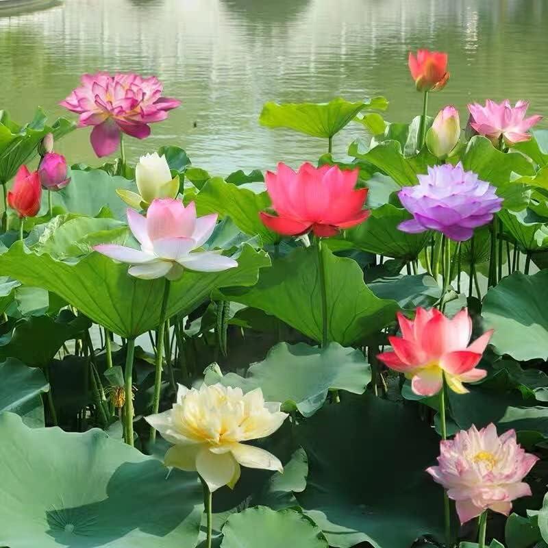 💐Graines de lotus de couleurs mélangées pour bol de bonsaï🌿