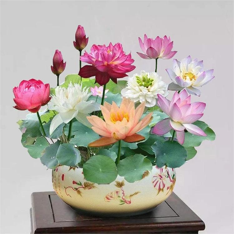 💐Graines de lotus de couleurs mélangées pour bol de bonsaï🌿