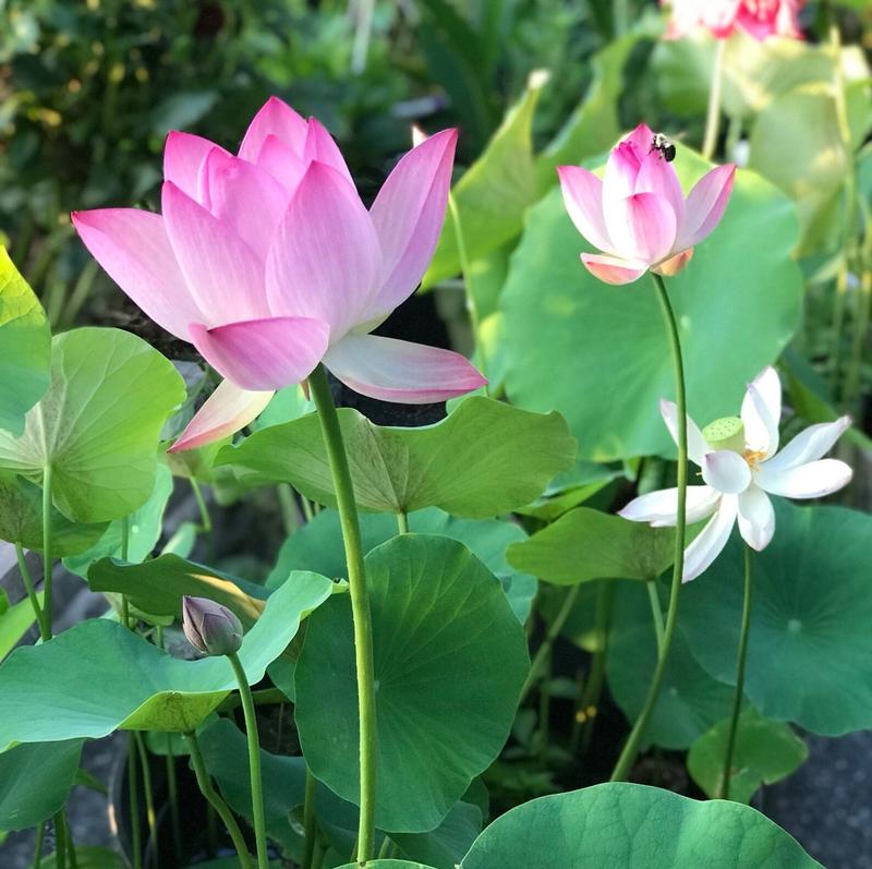 💐Graines de lotus de couleurs mélangées pour bol de bonsaï🌿