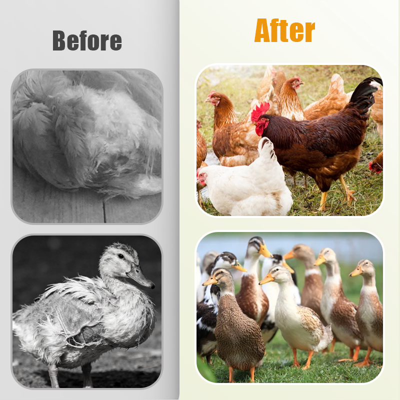 🐔 Vermifuge 100% Naturel pour Poulets : La Solution Complète Contre les Parasites Internes et Externes ! 🌿✨