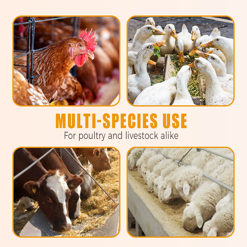 🐔 Vermifuge 100% Naturel pour Poulets : La Solution Complète Contre les Parasites Internes et Externes ! 🌿✨