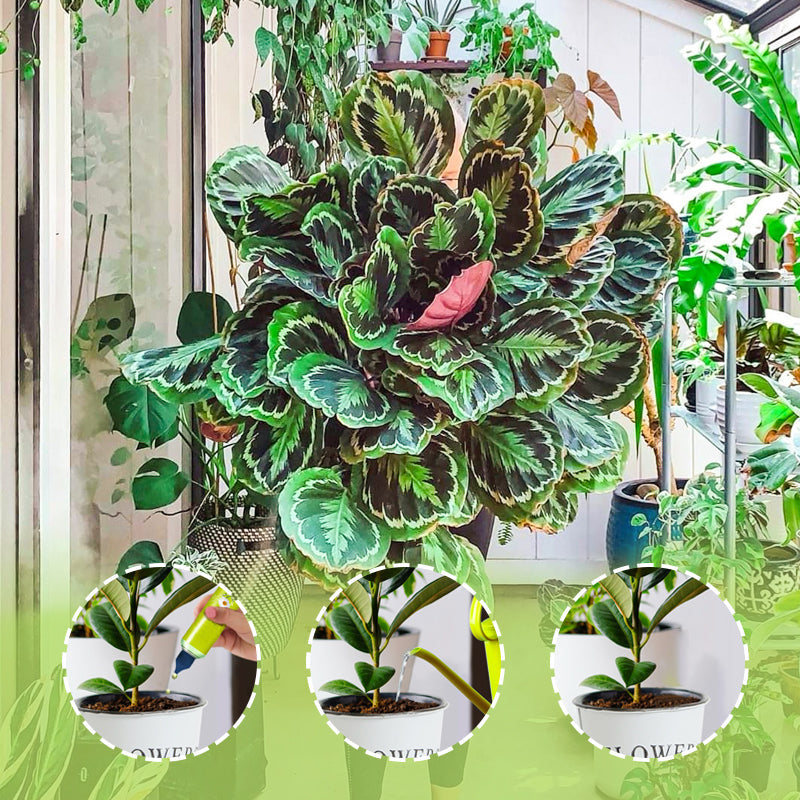 🔥2026 Nouveauté🔥 Nutriments liquides pour plantes d'extérieur et d'intérieur