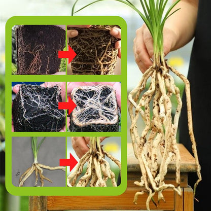 Boostez l‘enracinement ! 🌱 Des racines ultra-rapides et solides ! 💪