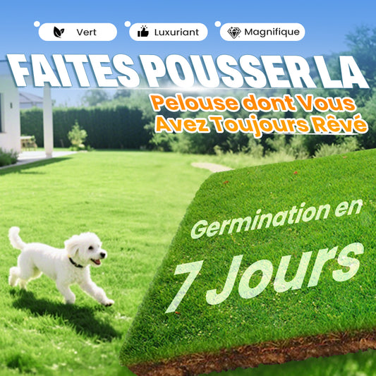 💥50% OFF🌱⛳️ Graines de Gazon Premium : Pour une Pelouse Impeccable & les Terrains de Golf