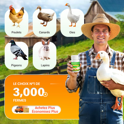 Complément alimentaire pour l'élevage de volailles