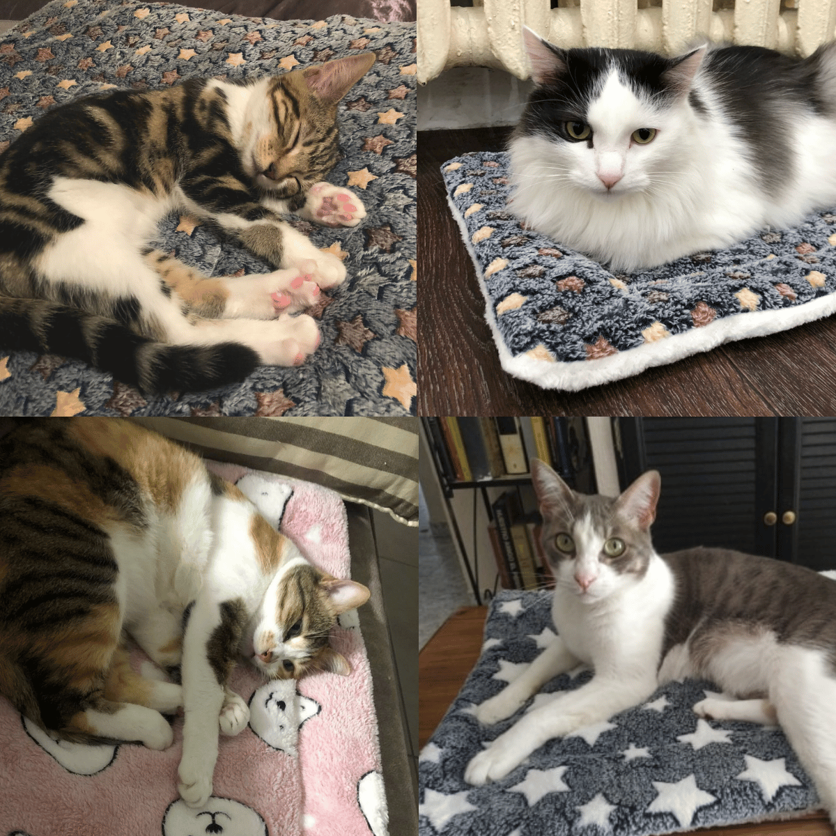 🐾Soldes exceptionnels 50 % de réduction🐱2025 Nouvelle couverture pour animaux de compagnie ultra confortable et apaisante