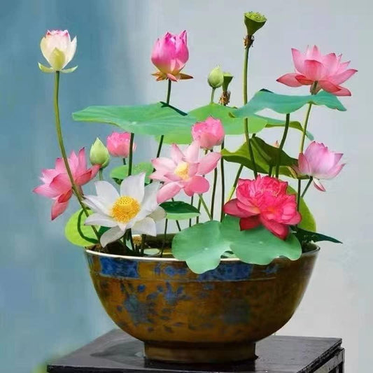 💐Graines de lotus de couleurs mélangées pour bol de bonsaï🌿