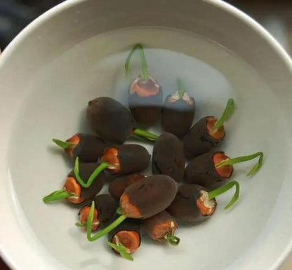 💐Graines de lotus de couleurs mélangées pour bol de bonsaï🌿