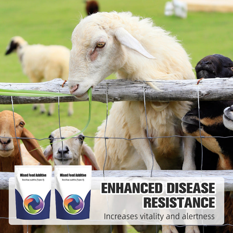 Additif alimentaire probiotique et enzymatique